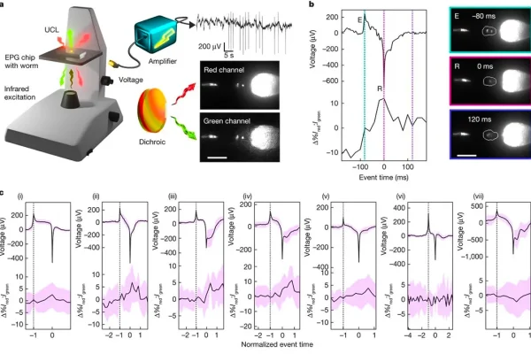 nanoparticle-technique-measures-bite-force-of-tiny-c-elegans-worms-ground-breaking-contribution-to-cell-forces-knowledge