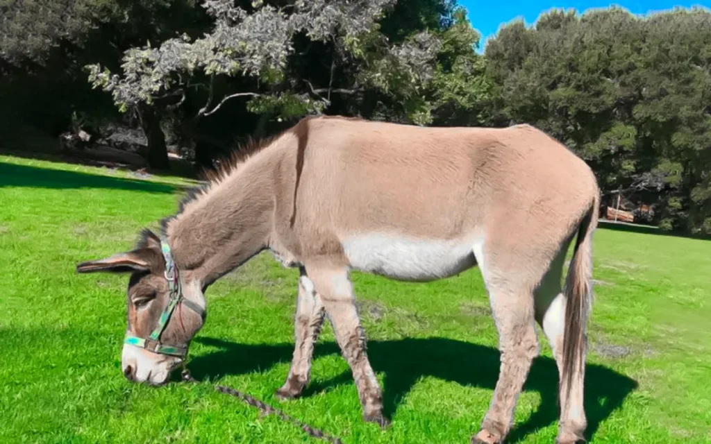 perry-the-donkey-model-for-donkey-in-shrek-dies-at-30-in-california