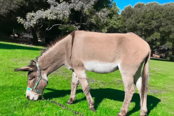 perry-the-donkey-model-for-donkey-in-shrek-dies-at-30-in-california