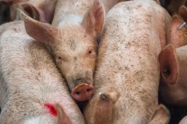 protozoan-parasites-in-pigs-an-increasingly-important-threat-globally