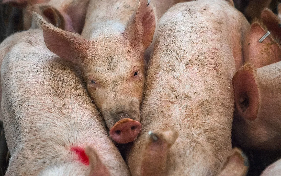 protozoan-parasites-in-pigs-an-increasingly-important-threat-globally