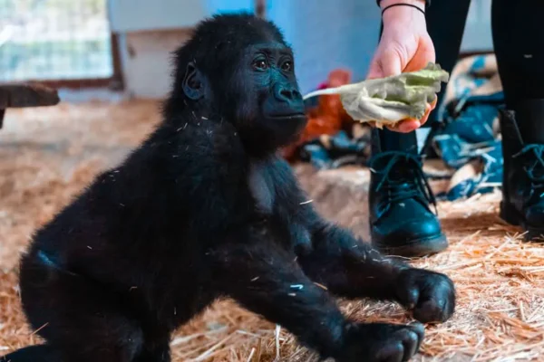 rescued-baby-gorilla-zeytin-finds-hope-and-healing-in-istanbul-zoo