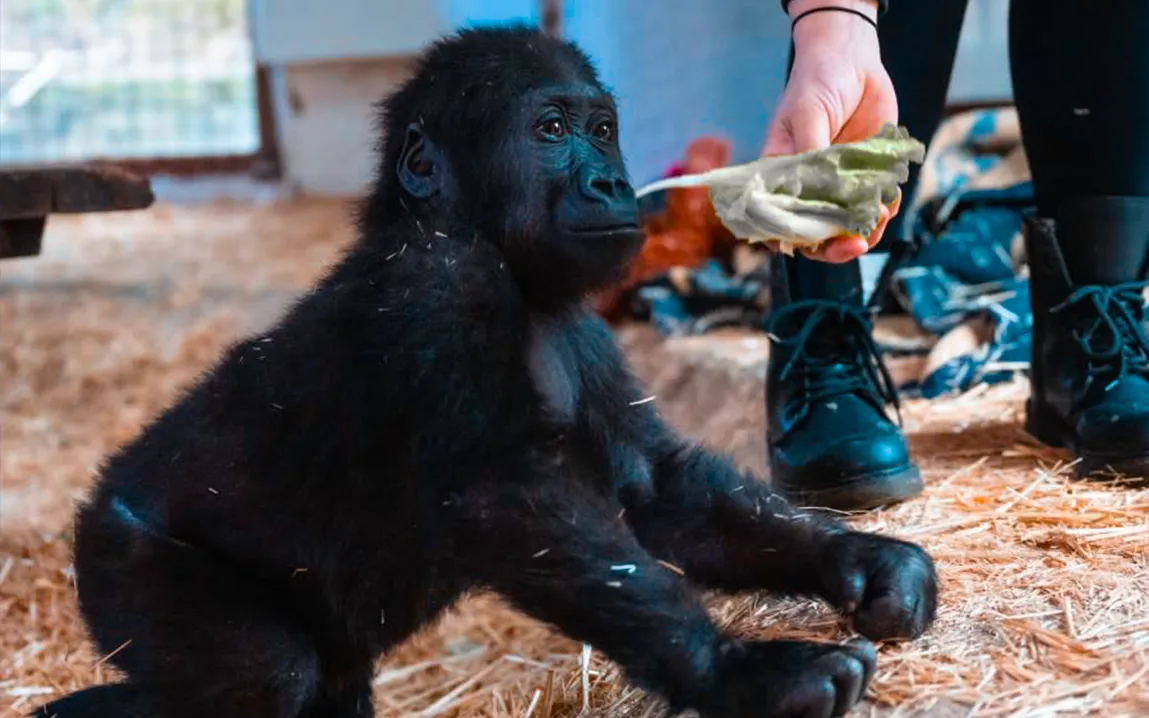 rescued-baby-gorilla-zeytin-finds-hope-and-healing-in-istanbul-zoo