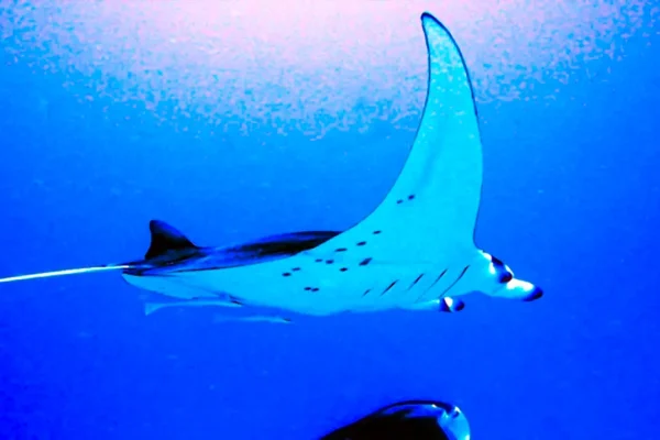 sharks-and-rays-thriving-in-a-warming-but-suffering-from-rising-co2-world