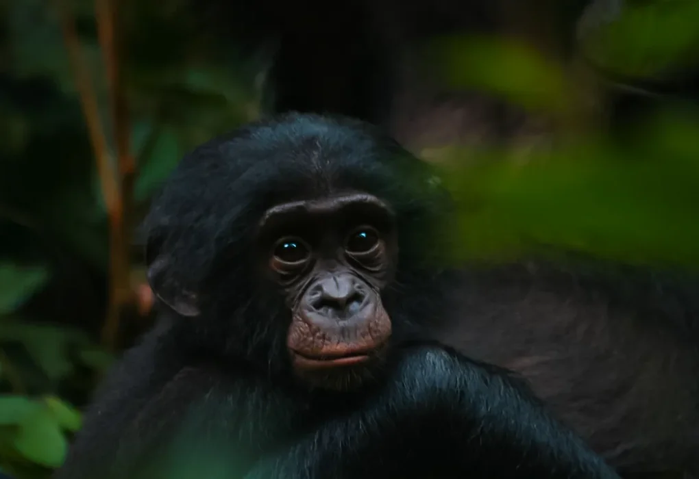 bonobos-bridging-the-cognitive-gap-with-humans