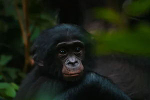 bonobos-bridging-the-cognitive-gap-with-humans