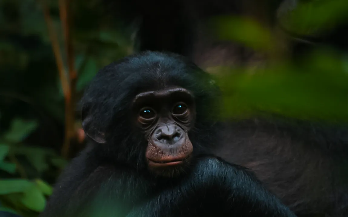 bonobos-bridging-the-cognitive-gap-with-humans