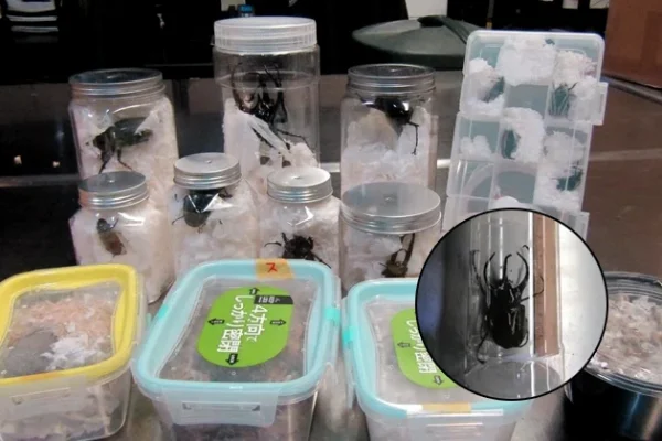 giant-beetles-smuggled-in-snacks-seized-at-los-angeles-airport