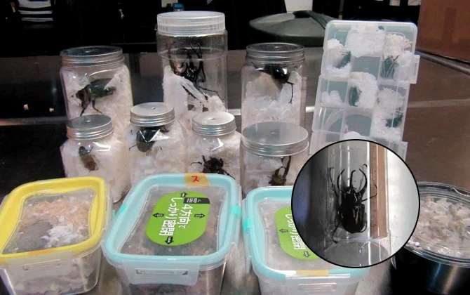 giant-beetles-smuggled-in-snacks-seized-at-los-angeles-airport