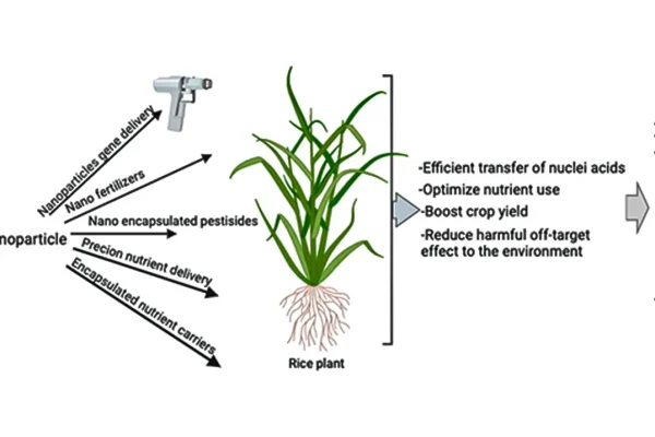 nanoparticles-a-new-paradigm-in-plant-genetic-engineering-via-root-based-delivery