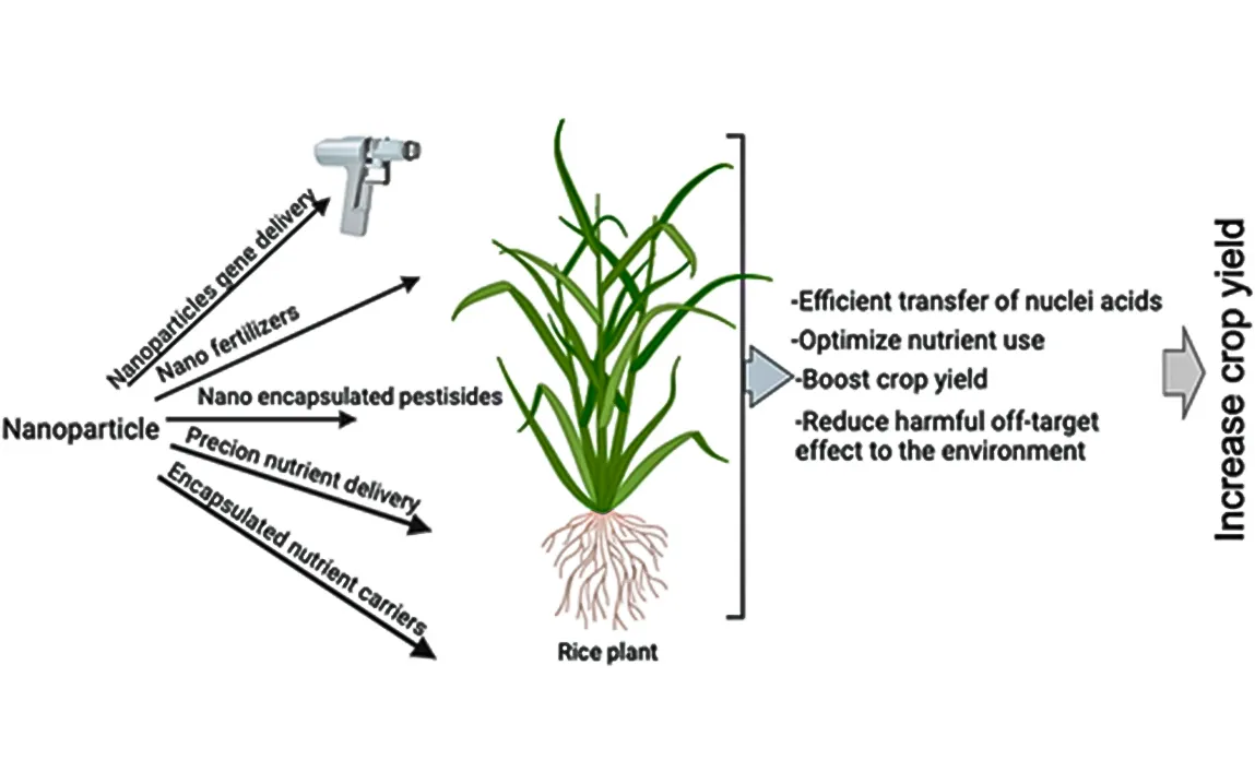 nanoparticles-a-new-paradigm-in-plant-genetic-engineering-via-root-based-delivery