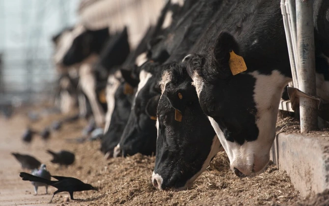 new-bird-flu-strain-in-nevada-dairy-cattle-raises-alarms-is-it-here-to-stay