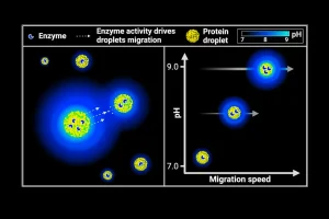 unraveling-a-fluid-mechanics-mystery-a-major-leap-in-understanding-surfactant-driven-transport