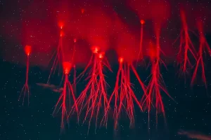 Mysterious Dance of Red Sprite