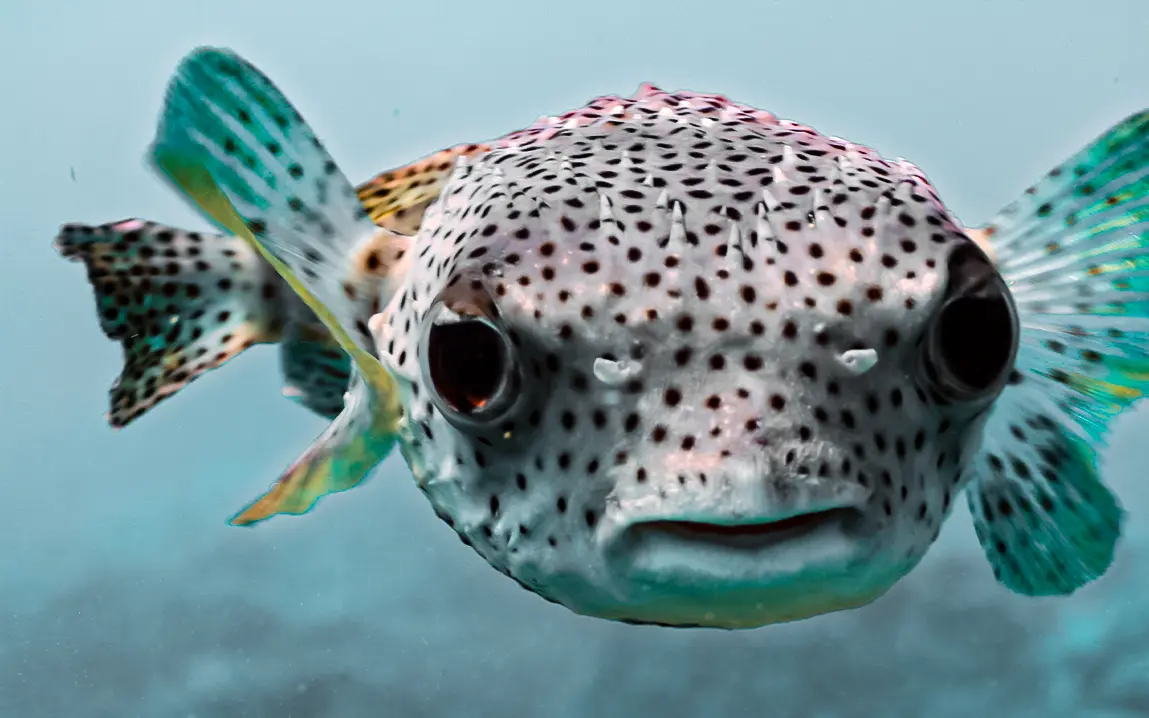 Toxic Pufferfish Spotted in Northern Adriatic,