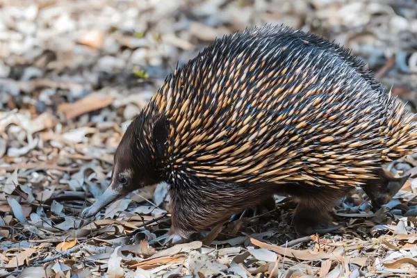 Ancient Echidna Bone Suggests Semi-Aquatic