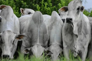 Brazil’s Beef Industry Emits Over Double the Climate Target