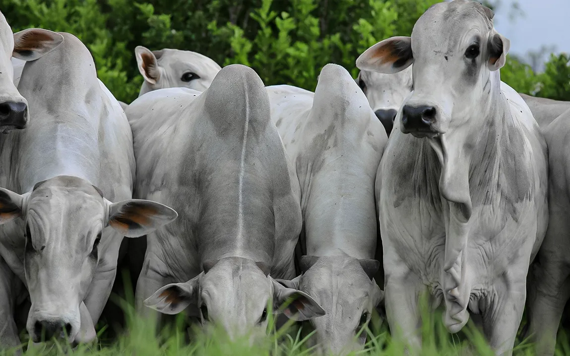 Brazil’s Beef Industry Emits Over Double the Climate Target