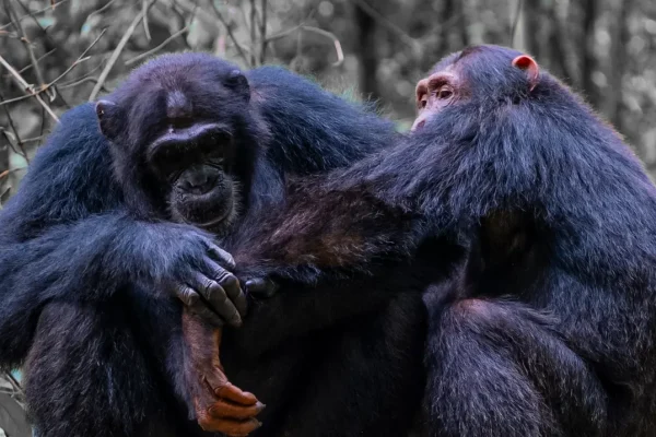 Chimpanzees Use Medicinal Plants to Treat Themselves and Each Other, Study Finds Chimpanzees Use Medicinal Plants to Treat Themselves and Each Other, Study Finds