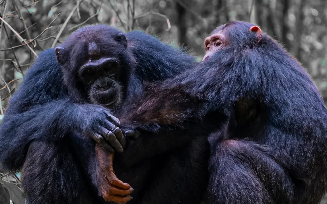 Chimpanzees Use Medicinal Plants to Treat Themselves and Each Other, Study Finds