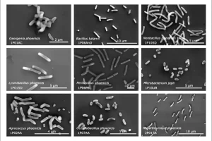 Microbes Found in NASA Cleanrooms May Hold Keys to Space Survival and Biotech