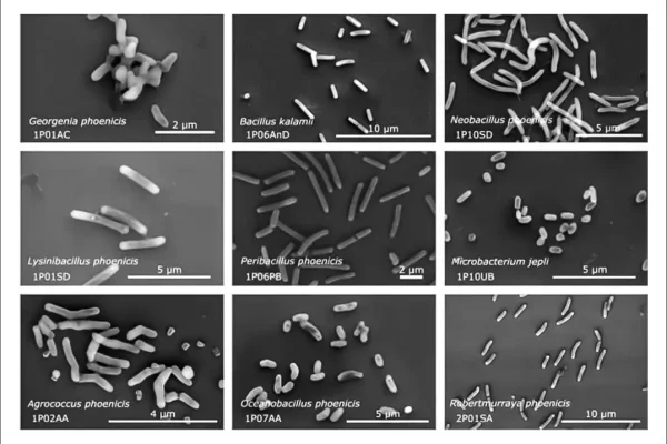 Microbes Found in NASA Cleanrooms May Hold Keys to Space Survival and Biotech