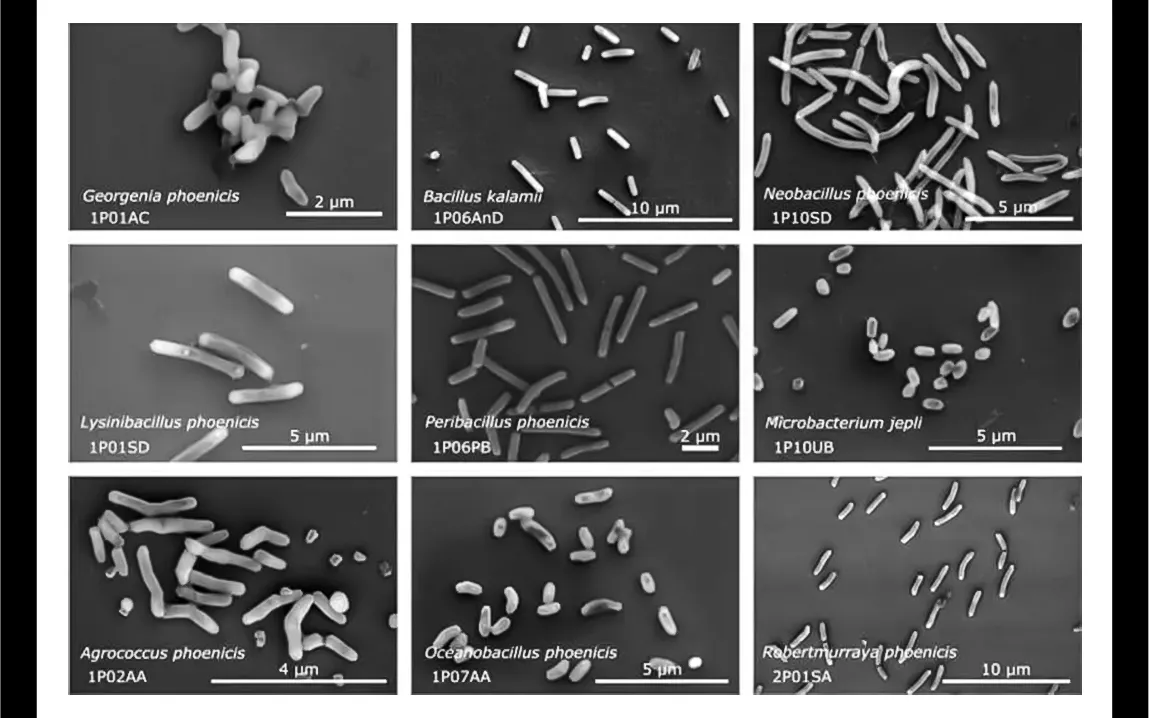 Microbes Found in NASA Cleanrooms May Hold Keys to Space Survival and Biotech