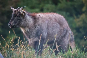 North Korea’s Illegal Wildlife Trade Threatens Endangered Species