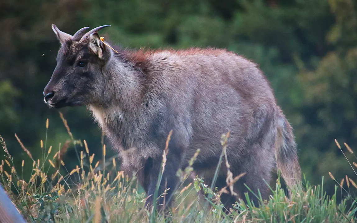 North Korea’s Illegal Wildlife Trade Threatens Endangered Species