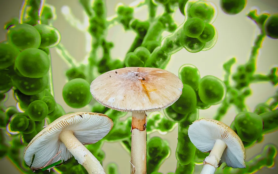 Toxic Fungi Are Emerging as a Global Health Crisis