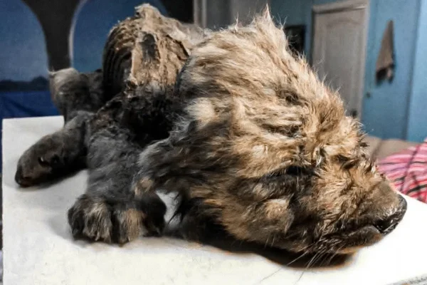 Frozen in Time: Ice Age ‘Puppies’ Were Actually Wild Wolf Cubs Famous Ice Age puppies likely wolf cubs and not dogs, study shows