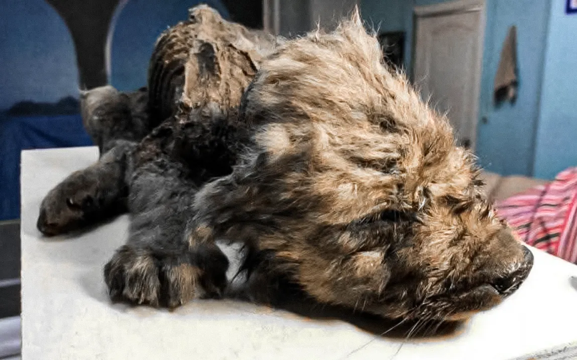 Famous Ice Age puppies likely wolf cubs and not dogs, study shows